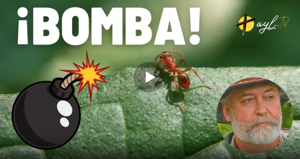 ¡BOMBA! EL BIÓLOGO FERNANDO LÓPEZ-MIRONES DESVELA QUÉ HAY REALMENTE DETRÁS DE “COMER INSECTOS”